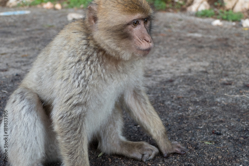makaque monkey on a gibraltar rock