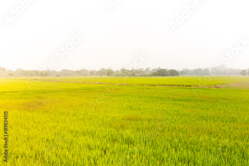 Landscape of growing green rice field