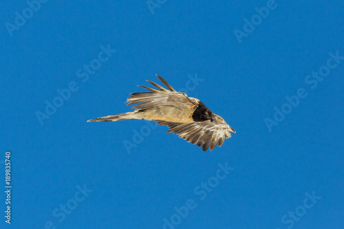 portrait juvenile bearded vulture (gypaetus barbatus) flying, blue sky