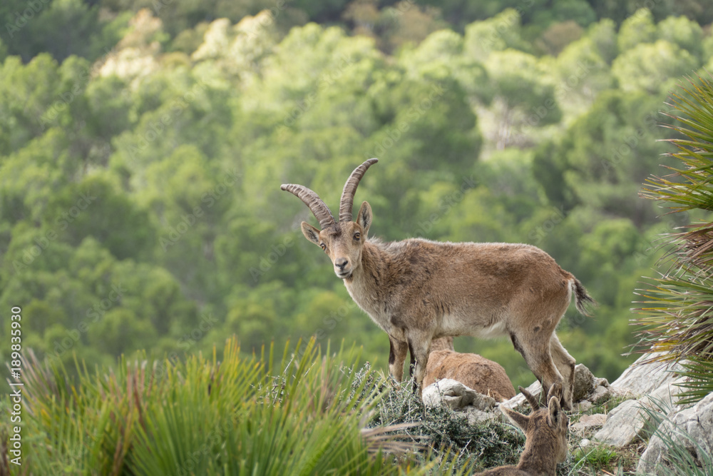 Fototapeta premium wild mountain goat in a rocky terrain