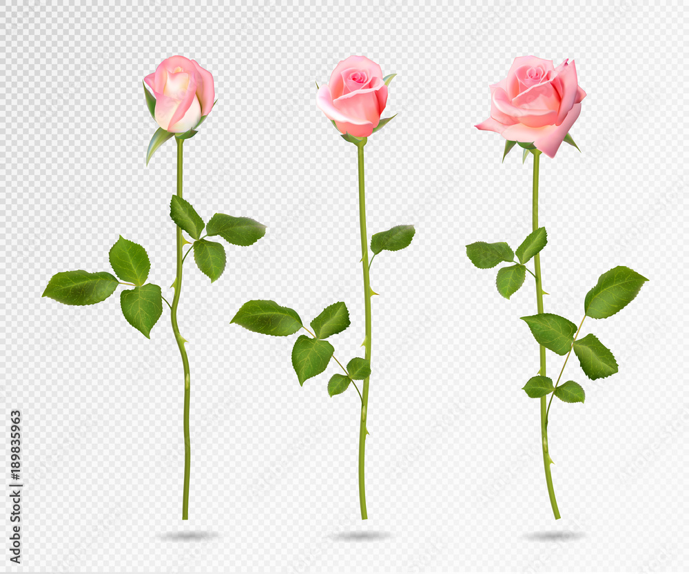 Realistic vector pink rose set. Three 3d roses on transparent background