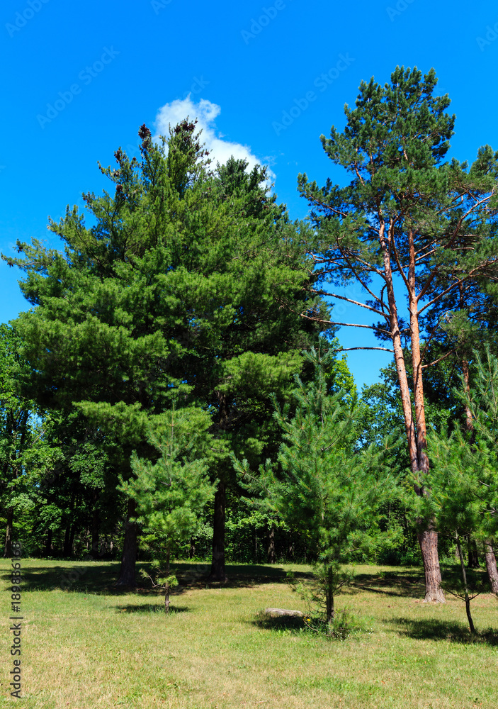Pine trees in summer green grassy park Pine trees in summer green grassy park