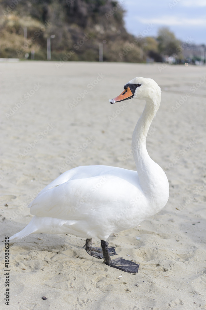 Obraz premium Swan pose on the beach