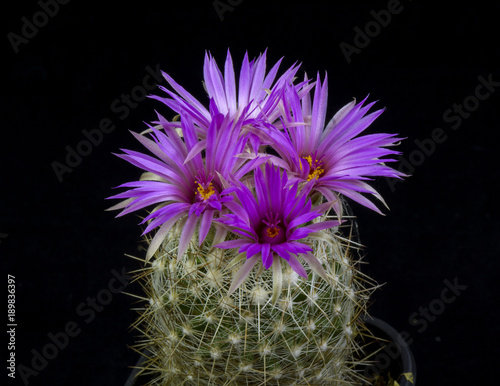 Blooming cactus Escobaria