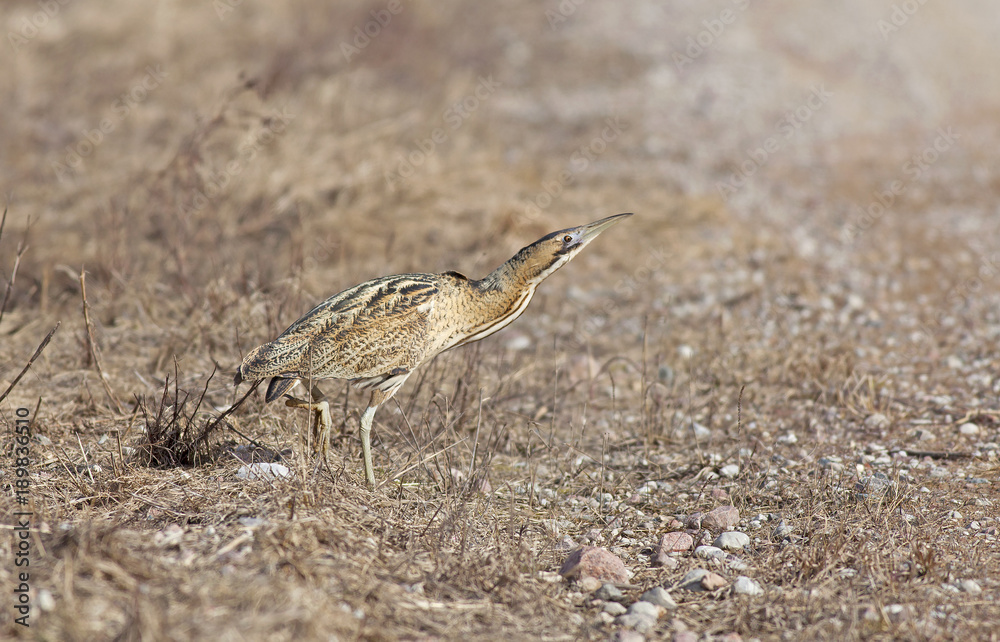 Obraz premium great bittern