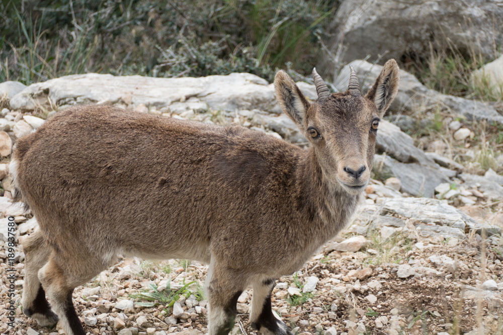 Fototapeta premium wild mountain goat in a rocky terrain