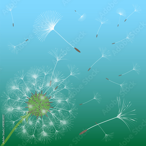 Abstract background of a dandelion for design.