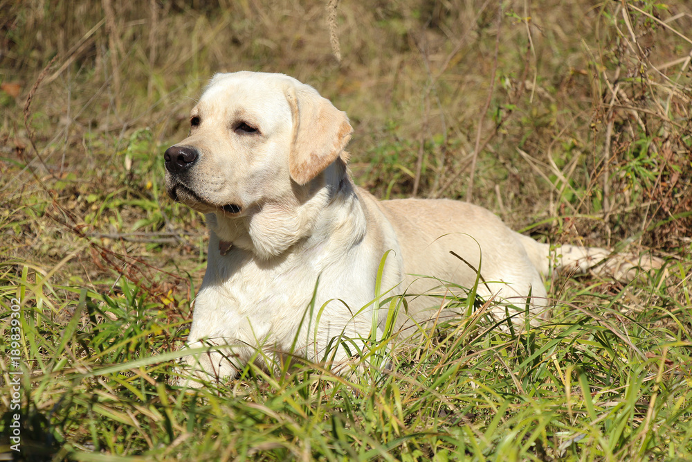 А yellow labrador dog hunts in the woods А yellow labrador dog hunts in the woods