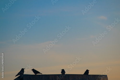 group of birds resting on roof
