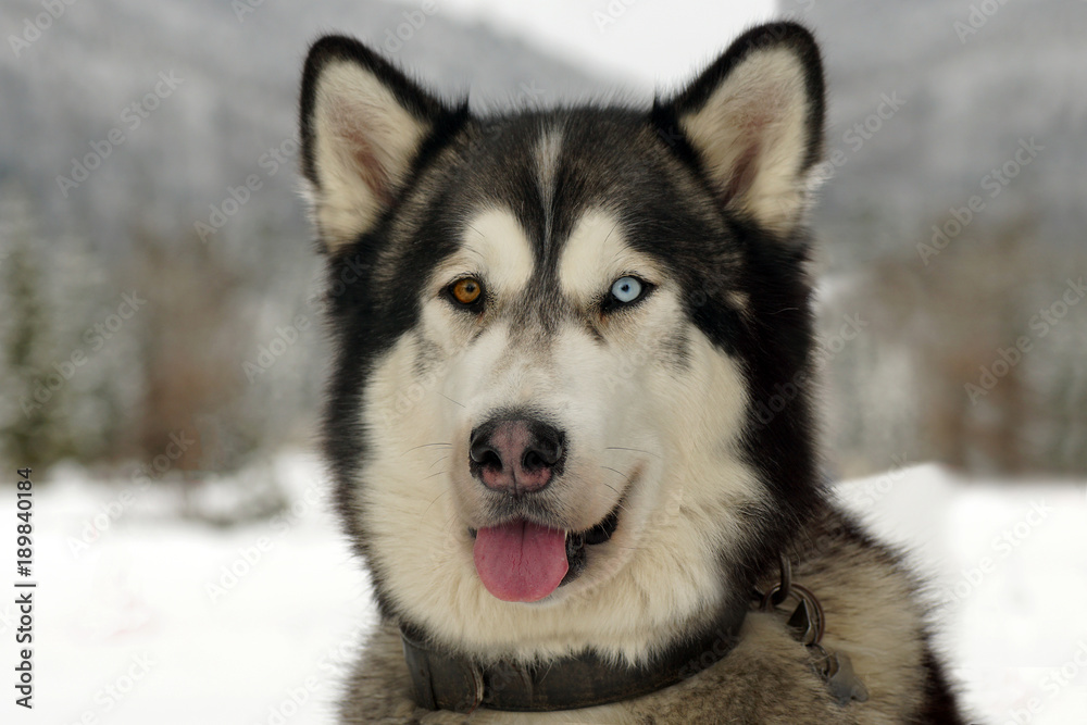 Malamute eyes sale