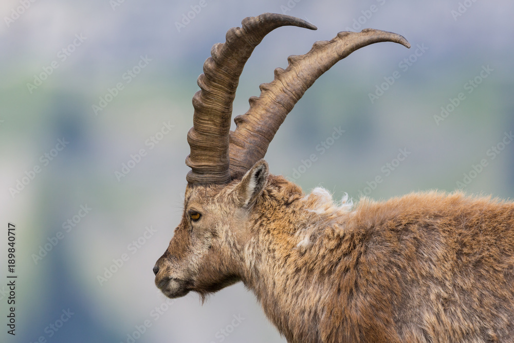 side view portrait male natural capricorn ibex
