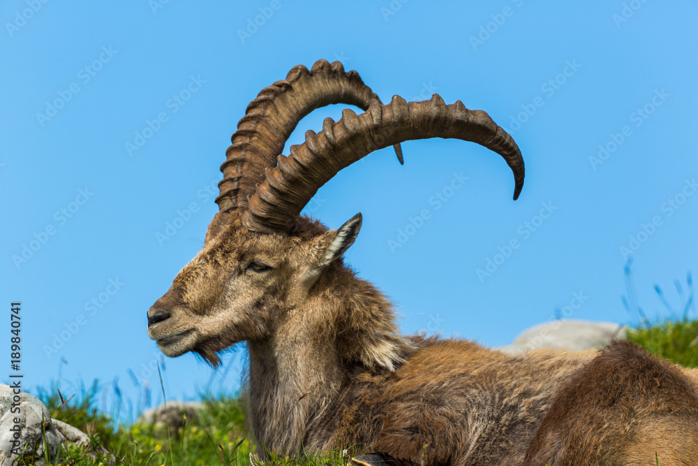 side view lying natural male alpine ibex capricorn, blue sky, meadow side view lying natural male alpine ibex capricorn, blue sky, meadow