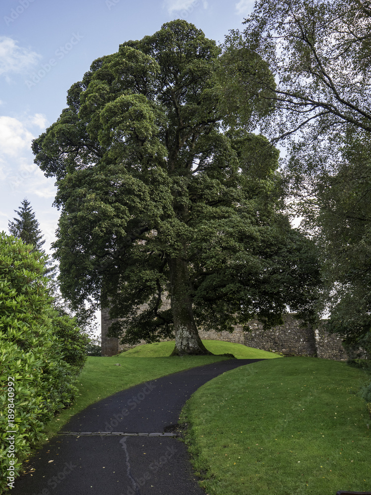 Giant Oak Tree