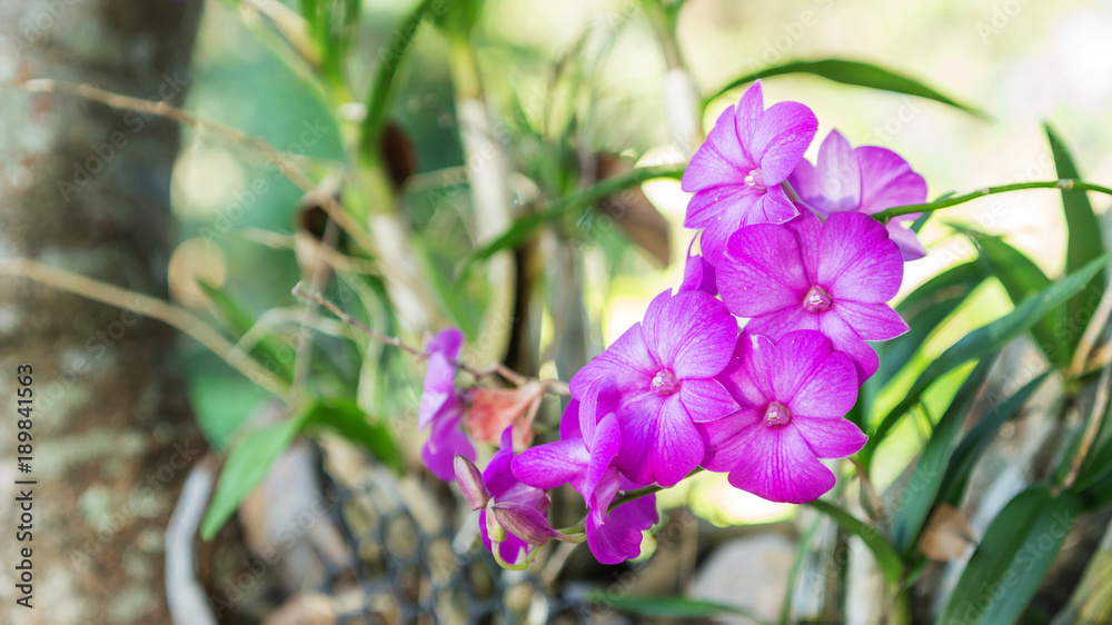 Fototapeta premium purple orchid flower in a garden.