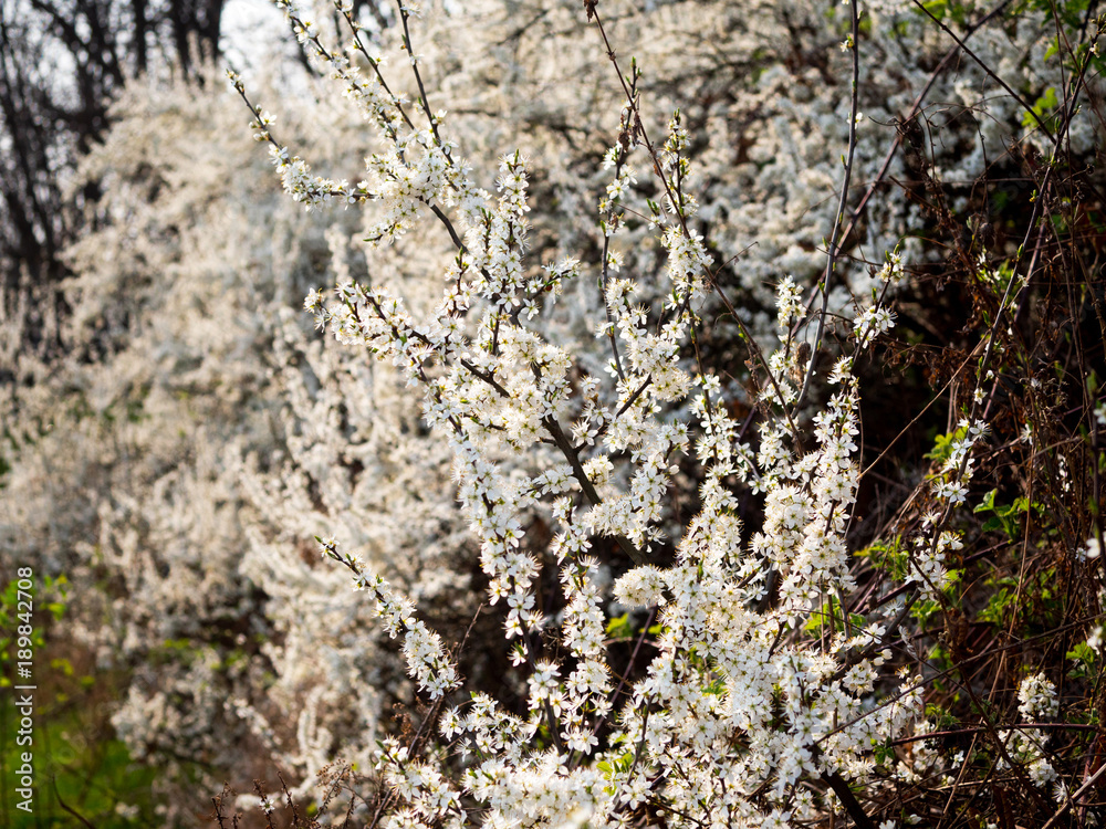 Kwitnace krzewy dzikiej śliwy tarniny na przedwiośniu Stock Photo | Adobe  Stock