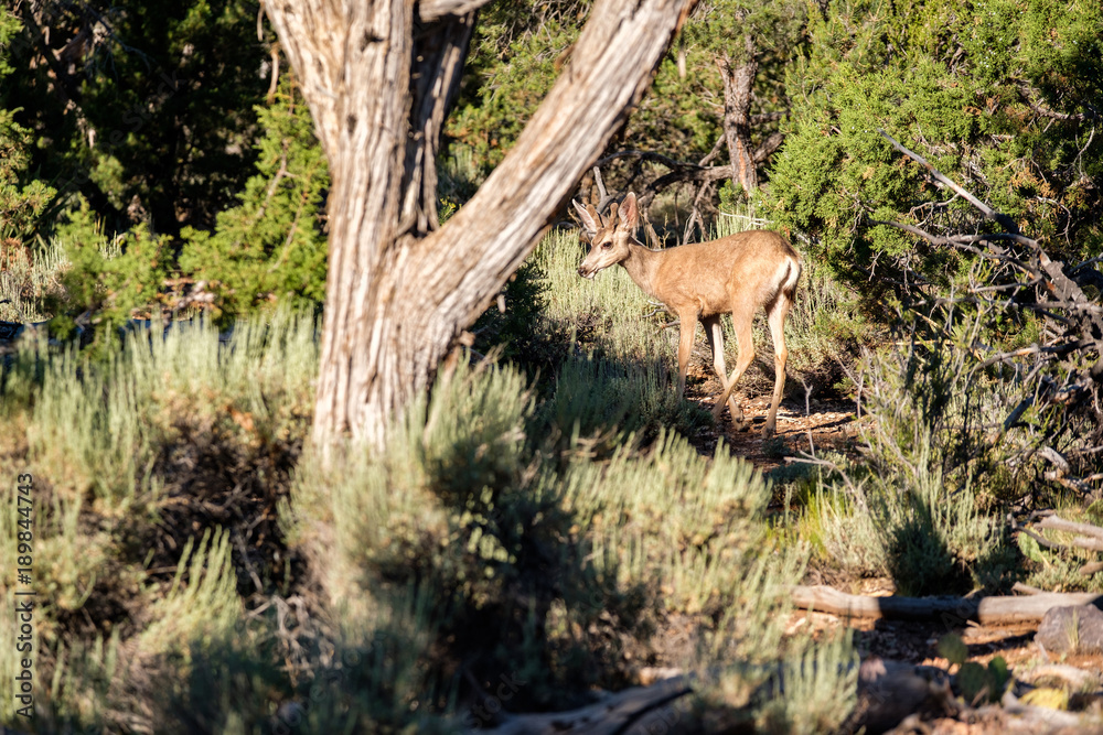 Obraz premium Deer in forest