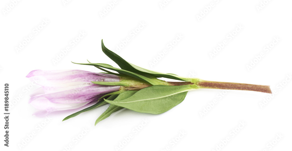 Obraz premium Pink flower bud isolated