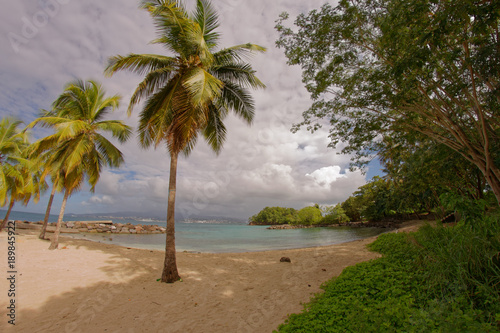 Coconut trees on Pointe du Bout beach - Les Trois Ilets - Martinique - FWI