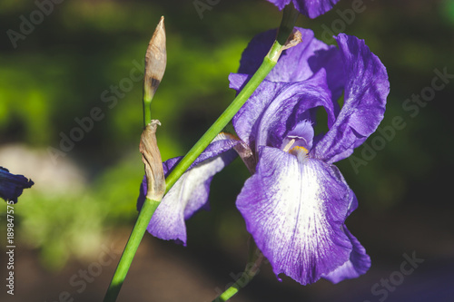 Fototapeta Naklejka Na Ścianę i Meble -  beautiful lilac flower iris closeup