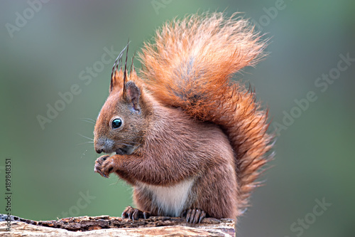 Eichhörnchen