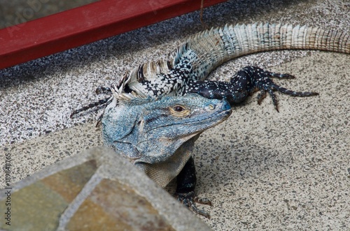 Reptiles at Manuel Antonio Costa Rica photo