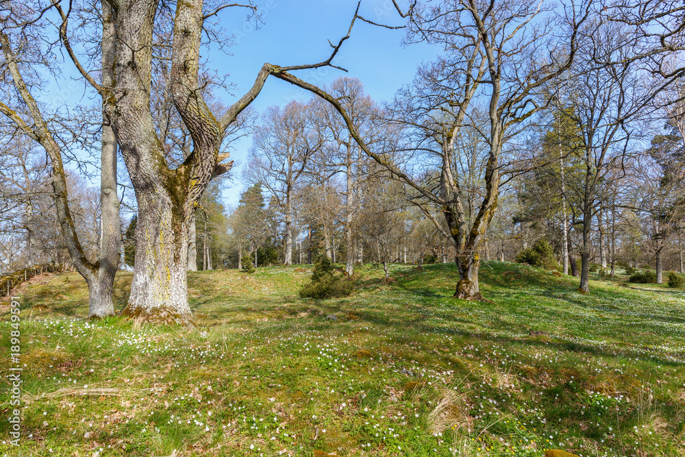 Parkland with Wood anemone and old Oak trees at spring Parkland with Wood anemone and old Oak trees at spring