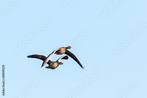 Greylag geese flying in the sky