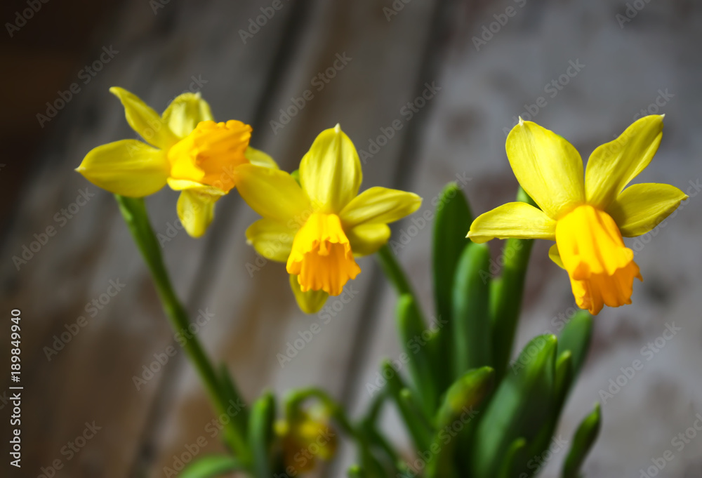 Yellow spring narcissus flowers growing in a pot. Yellow spring narcissus flowers growing in a pot.