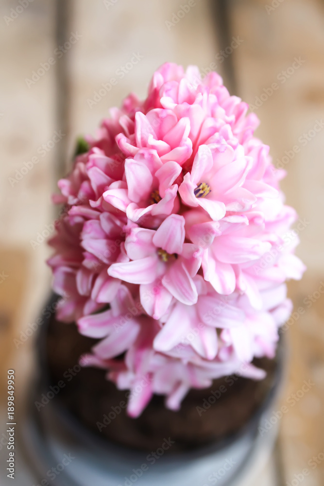 Pink blooming spring hyacinth flower in a pot close up. Pink blooming spring hyacinth flower in a pot close up.