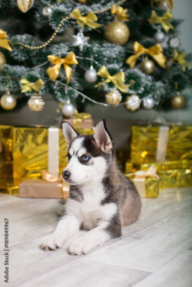 Puppy Husky under the New Year tree on a background of gold gifts. Little cute dog with different eyes