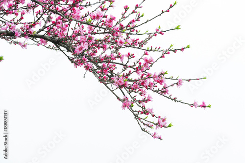 Plum Blossom in early spring. Located in Plum Blossom Hill  Nanjing  Jiangsu  China.