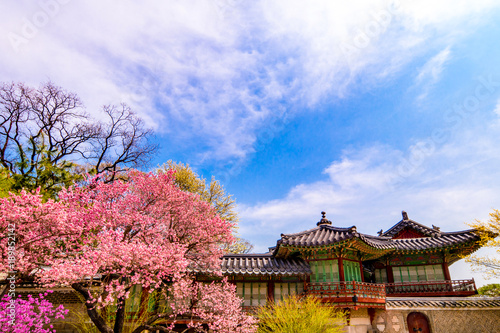 Changdeokgung Palace with beautiful spring flowers - Seoul  South Korea.