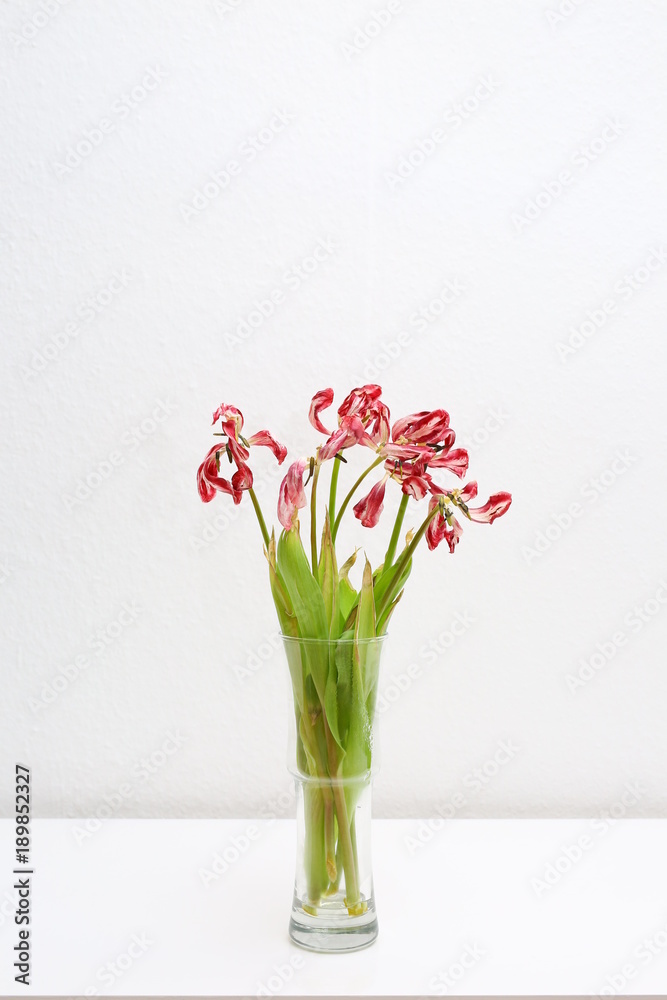 Limp tulip bouquet isolated on a sideboard Limp tulip bouquet isolated on a sideboard
