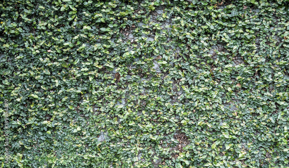 Ficus pumila on wall texture background Ficus pumila on wall texture background