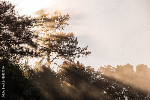 Morning scene of sunlight shining through silhouetted pine tree in foggy tropical forest of Thailand with space of bright sky during winter season.