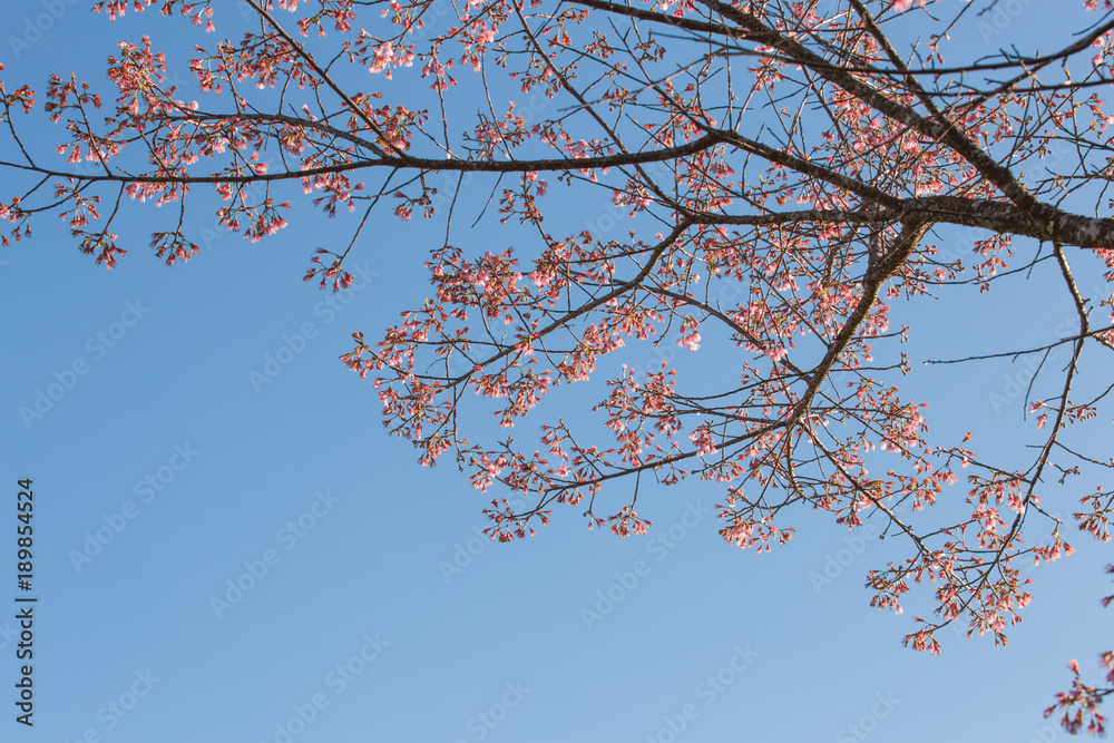 Pink flowers on branch of Wild Himalayan Cherry tree with space of blue sky. This pink flower called Thailand sakura blooming in winter season.