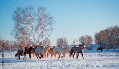 The image of Bashang in Hebei, China