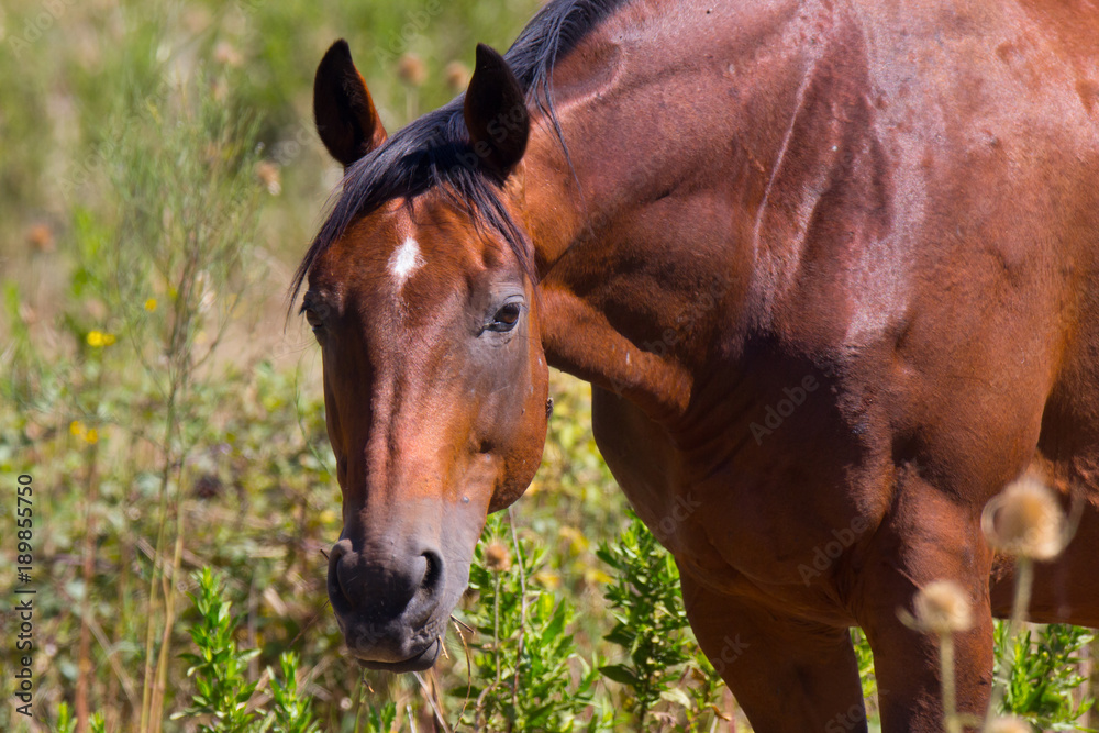 Naklejka premium Ritratto di cavallo al pascolo