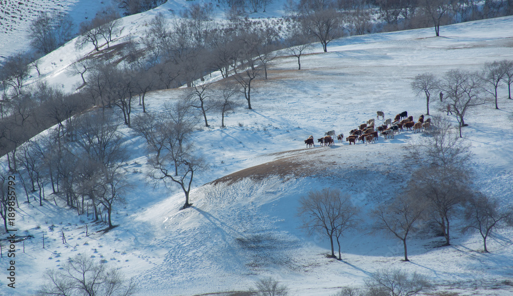 Fototapeta premium The image of Bashang in Hebei, China