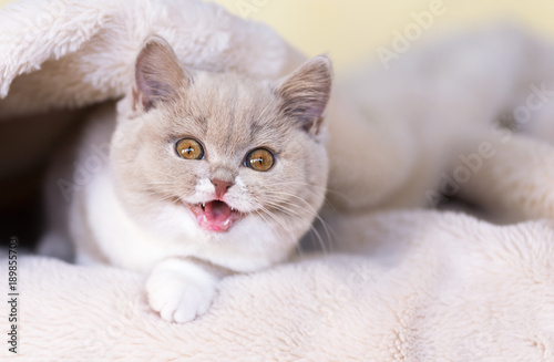 Britisch Kurzhaar Kitten - sehr sehr süß in seltener Farbe fawn bicolor