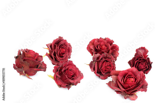 Sluggish red rose on a white background. Dried rose petals on white background. Flowers. Love.