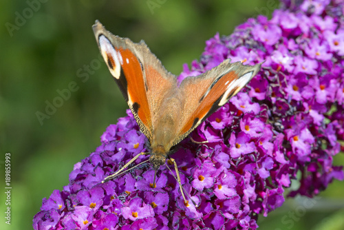 Tagpfauenauge (Aglais io) - European peacock