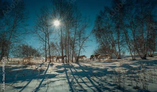 The landscape of Bashang in Hebei, China