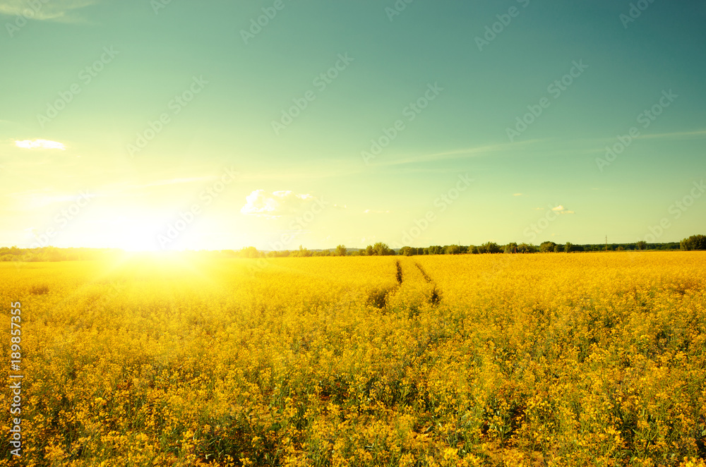 Bright yellow canola field under blue sky summer day Bright yellow canola field under blue sky summer day