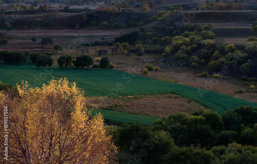 The landscape of Bashang in Hebei, China