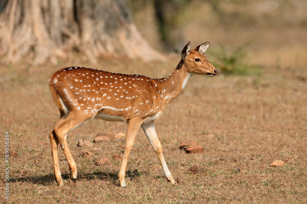 Stockfoto Female spotted deer or chital Axis axis Kanha