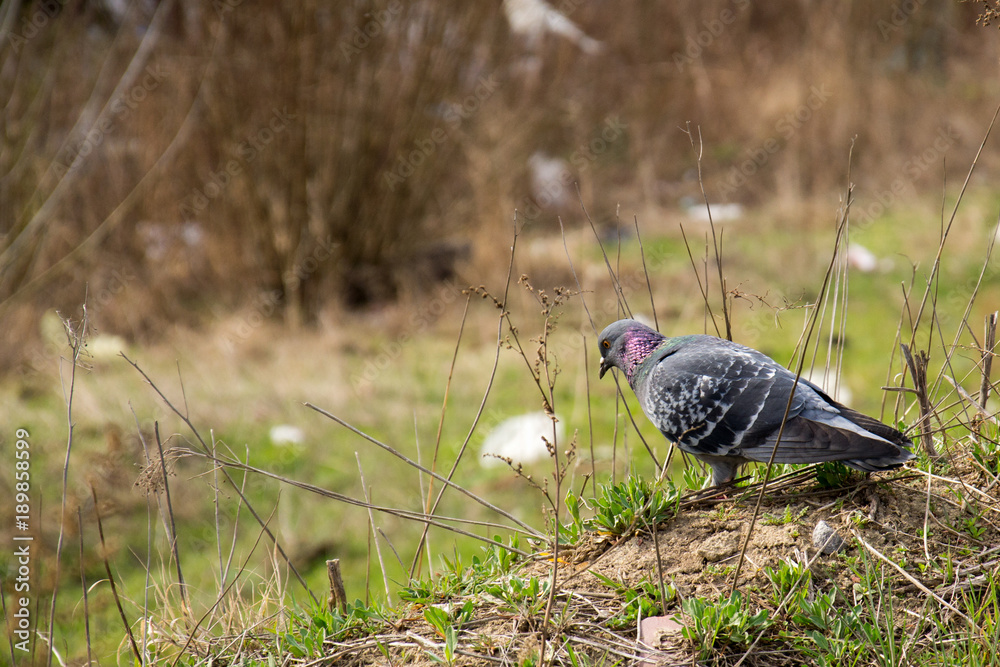 Naklejka premium pigeon is searching for food