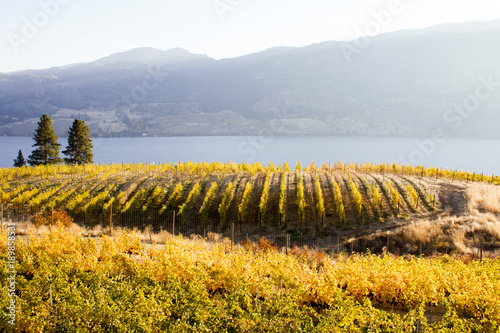 Okanagan Valley Autumn Vineyard photo