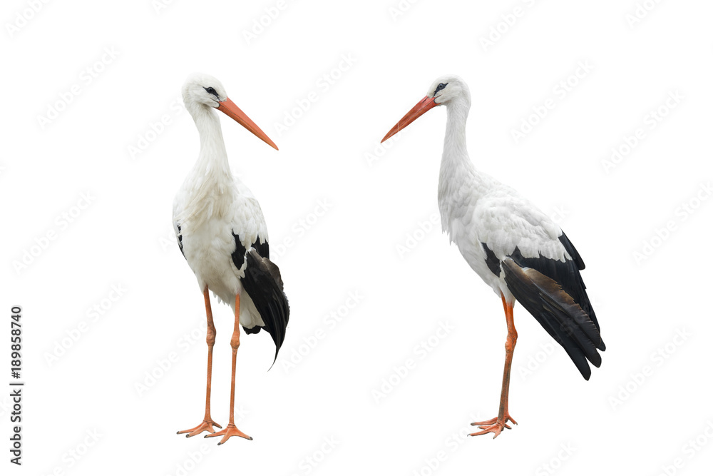 two stork two stork