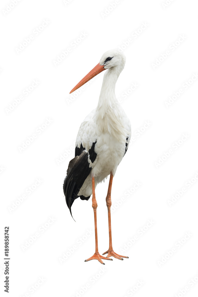 stork stork